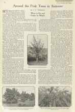 Better Homes & Gardens July 1922 Magazine Article: Around the Fruit Trees in Summer