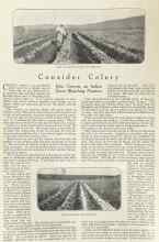 Better Homes & Gardens August 1922 Magazine Article: Consider Celery