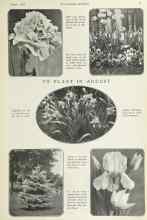 Better Homes & Gardens August 1922 Magazine Article: TO PLANT IN AUGUST