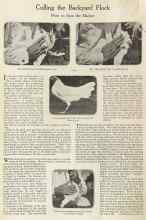 Better Homes & Gardens August 1922 Magazine Article: Culling the Backyard Flock