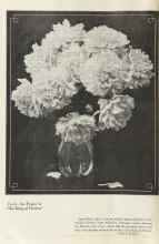 Better Homes & Gardens September 1922 Magazine Article: Truly, the Peony Is 