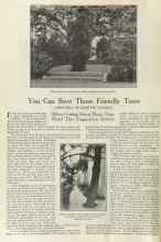 Better Homes & Gardens September 1922 Magazine Article: You Can Save Those Friendly Trees