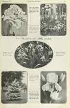 Better Homes & Gardens September 1922 Magazine Article: TO PLANT IN THE FALL