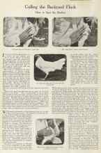 Better Homes & Gardens September 1922 Magazine Article: Culling the Backyard Flock