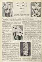 Better Homes & Gardens October 1922 Magazine Article: A Few Points About Dutch Bulbs