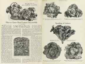 Better Homes & Gardens October 1922 Magazine Article: How to Grow Head Lettuce Successfully