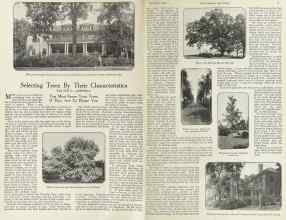 Better Homes & Gardens November 1922 Magazine Article: Selecting Trees By Their Characteristics
