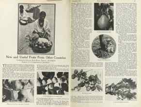 Better Homes & Gardens November 1922 Magazine Article: New and Useful Fruits From Other Countries