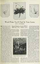 Better Homes & Gardens December 1922 Magazine Article: Weed Pests You'll Find In Your Lawn