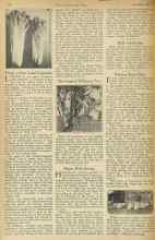 Better Homes & Gardens December 1922 Magazine Article: Petsai, a New Salad Vegetable