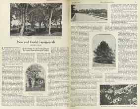 Better Homes & Gardens December 1922 Magazine Article: New and Useful Ornamentals