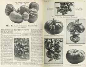 Better Homes & Gardens December 1922 Magazine Article: How To Grow Tomatoes Successfully