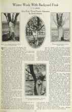 Better Homes & Gardens January 1923 Magazine Article: Winter Work With Backyard Fruit