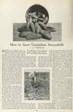 Better Homes & Gardens January 1923 Magazine Article: How to Grow Cucumbers Successfully