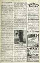Better Homes & Gardens January 1923 Magazine Article: A Twin Tree