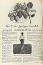 Better Homes & Gardens February 1923 Magazine Article: How To Grow Strawberries Successfully