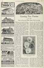 Better Homes & Gardens February 1923 Magazine Article: Growing Fine Pansies