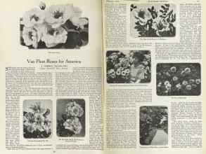 Better Homes & Gardens February 1923 Magazine Article: Van Fleet Roses for America