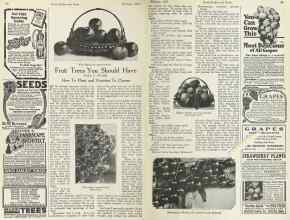 Better Homes & Gardens February 1923 Magazine Article: Fruit Trees You Should Have