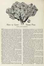Better Homes & Gardens March 1923 Magazine Article: How to Grow Sweet Peas