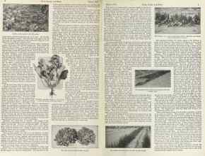 Better Homes & Gardens March 1923 Magazine Article: Page 6