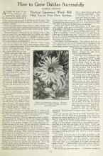 Better Homes & Gardens April 1923 Magazine Article: How to Grow Dahlias Successfully