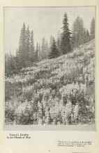 Better Homes & Gardens May 1923 Magazine Article: Nature's Garden In the Month of May