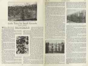 Better Homes & Gardens May 1923 Magazine Article: Little Trees for Small Grounds
