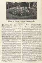Better Homes & Gardens June 1923 Magazine Article: How to Grow Asters Successfully