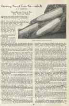 Better Homes & Gardens June 1923 Magazine Article: Growing Sweet Corn Successfully