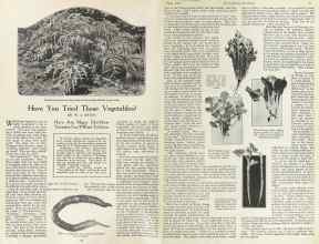 Better Homes & Gardens June 1923 Magazine Article: Have You Tried These Vegetables?
