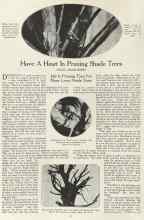 Better Homes & Gardens July 1923 Magazine Article: Have A Heart In Pruning Shade Trees