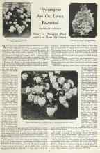 Better Homes & Gardens July 1923 Magazine Article: Hydrangeas Are Old Lawn Favorites
