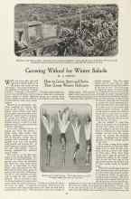 Better Homes & Gardens August 1923 Magazine Article: Growing Witloof for Winter Salads