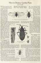 Better Homes & Gardens August 1923 Magazine Article: How to Destroy Garden Pests