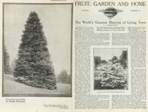 Better Homes & Gardens August 1923 Magazine Article: The World's Greatest Museum of Living Trees