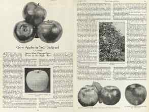 Better Homes & Gardens August 1923 Magazine Article: Grow Apples in Your Backyard