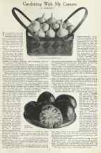 Better Homes & Gardens September 1923 Magazine Article: Gardening With My Camera