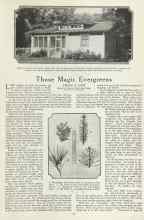 Better Homes & Gardens September 1923 Magazine Article: Those Magic Evergreens