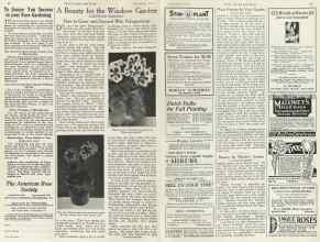 Better Homes & Gardens September 1923 Magazine Article: A Beauty for the Window Garden
