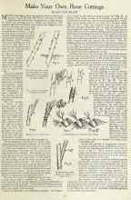Better Homes & Gardens October 1923 Magazine Article: Make Your Own Rose Cuttings