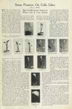 Better Homes & Gardens November 1923 Magazine Article: Some Pointers On Calla Lilies