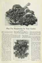 Better Homes & Gardens November 1923 Magazine Article: Plan For Raspberries In Your Garden