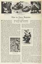 Better Homes & Gardens December 1923 Magazine Article: How to Grow Begonias