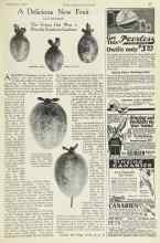Better Homes & Gardens December 1923 Magazine Article: A Delicious New Fruit