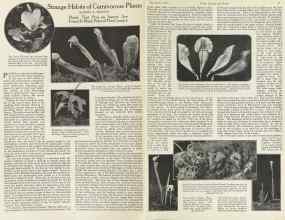Better Homes & Gardens December 1923 Magazine Article: Strange Habits of Carnivorous Plants