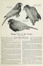 Better Homes & Gardens January 1924 Magazine Article: Taking Care of the Canary