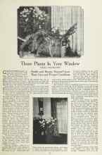 Better Homes & Gardens January 1924 Magazine Article: Those Plants In Your Window
