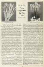Better Homes & Gardens January 1924 Magazine Article: How To Force Vegetables In The Cellar