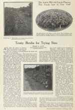 Better Homes & Gardens February 1924 Magazine Article: Trusty Shrubs for Trying Sites